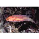 Cirrhilabrus isosceles Tea, Senou et Greene, 2016