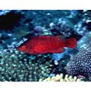 Cheilinus oxycephalus Bleeker, 1853