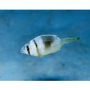 Gymnocranius superciliosus Brosa, Bearez, Paijo et Chen, 2013