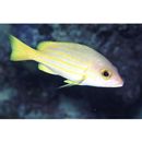 Lutjanus rufolineatus (Valenciennes, 1830)