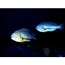 Macolor macularis Fowler, 1931