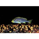 Plectorhinchus vittatus (Linnaeus, 1758)