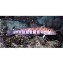 Parapercis multiplicata Randall, 1984