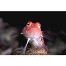 Parapercis multiplicata Randall, 1984