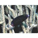 Scarus niger Forsskal, 1775