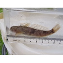 Cottus pollux Gunther, 1873