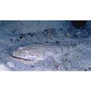 Sunagocia arenicola (Schultz, 1966)