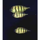 Gnathanodon speciosus (Forsskal, 1775)