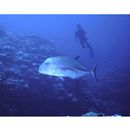 Caranx melampygus Cuvier, 1833