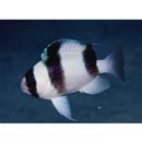 Chrysiptera tricincta (Allen et Randall, 1974)