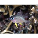 Amblyglyphidodon leucogaster (Bleeker, 1847)