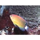 Pomacentrus bankanensis Bleeker, 1853