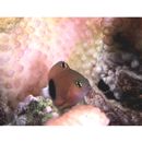 Plectroglyphidodon dickii (Lienard, 1839)