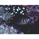 Chromis weberi Fowler et Bean, 1928