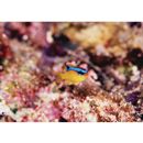 Chrysiptera brownriggii (Bennett, 1828)