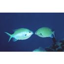 Chromis atripectoralis Welander et Schultz, 1951