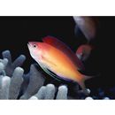 Pseudanthias dispar (Herre, 1955)