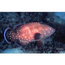 Cephalopholis sonnerati (Valenciennes, 1828)