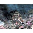 Epinephelus hexagonatus (Forster, 1801)