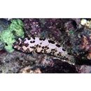 Epinephelus hexagonatus (Forster, 1801)