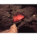 Cephalopholis sexmaculata (Ruppell, 1830)