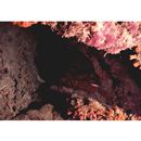 Epinephelus fuscoguttatus (Forsskal, 1775)