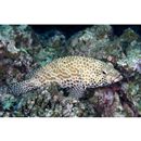 Epinephelus merra Bloch, 1793