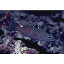 Belonoperca chabanaudi Fowler et Bean, 1930