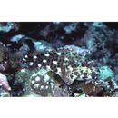 Cirrhitus pinnulatus (Schneider, 1801)