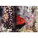 Neocirrhites armatus Castelnau, 1873