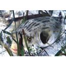 Arothron manilensis (Proce, 1822)