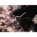 Kyonemichthys rumengani Gomon, 2007