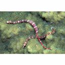 Corythoichthys amplexus Dawson et Randall, 1975