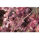 Doryrhamphus (Dunckerocampus) dactyliophorus (Bleeker, 1853)