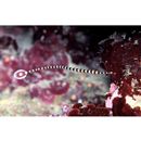 Doryrhamphus (Dunckerocampus) dactyliophorus (Bleeker, 1853)