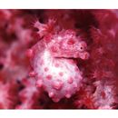 Hippocampus bargibanti Whitley, 1970