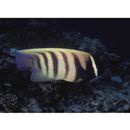 Pomacanthus sexstriatus (Cuvier, 1831)