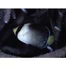 Chaetodontoplus mesoleucus (Bloch, 1787)