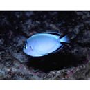 Genicanthus watanabei (Yasuda et Tominaga, 1970)