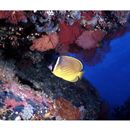 Chaetodon auripes Jordan et Snyder, 1901