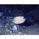 Chaetodon ornatissimus Cuvier, 1831