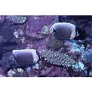 Chaetodon reticulatus Cuvier, 1831