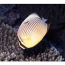 Chaetodon lunulatus Quoy et Gaimard, 1825