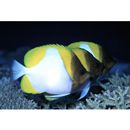 Hemitaurichthys polylepis (Bleeker, 1857)