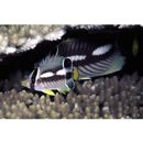 Chaetodon trifascialis Quoy et Gaimard, 1825