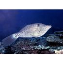 Aluterus scriptus (Osbeck, 1765)