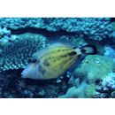 Cantherhines fronticinctus (Gunther, 1867)