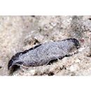 "Synaptura marginata" of Ochiai in Masuda et al. (1984)