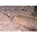 Asterorhombus filifer Hensley et Randall, 2003