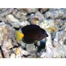 Ctenochaetus binotatus Randall, 1955